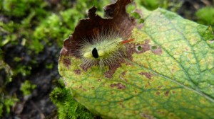 Das Monster im Garten